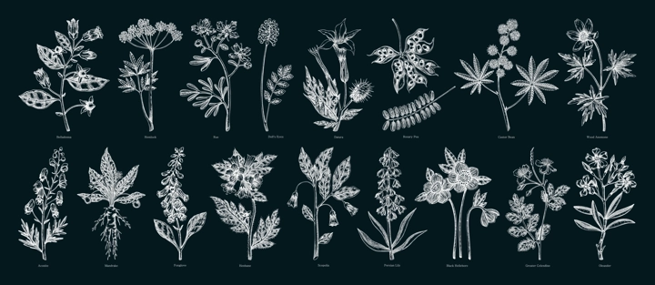 Poisonous plant hand drawn vector illustrations. Witch herbs in sketch style. Medicinal plants drawings on chalkboard. NOT AI generated